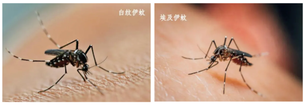 至慧策略 事关基孔肯雅热，白云疾控发布倡议书